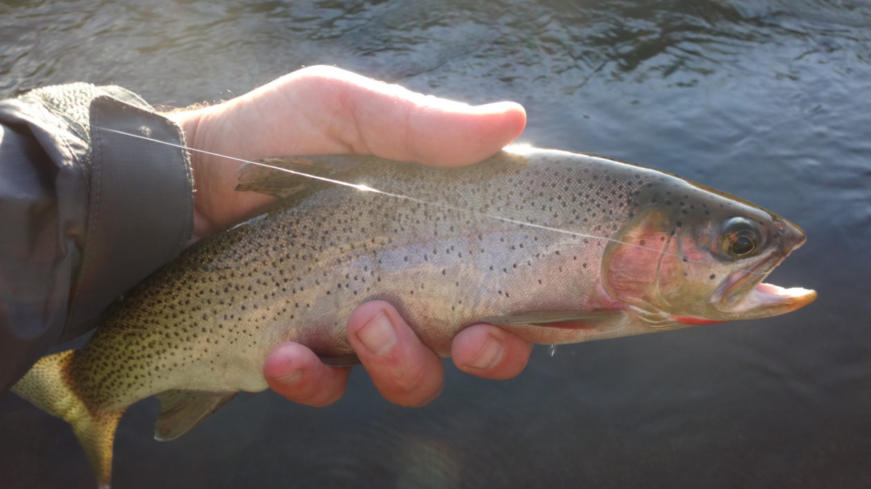 hand holding fish over the water