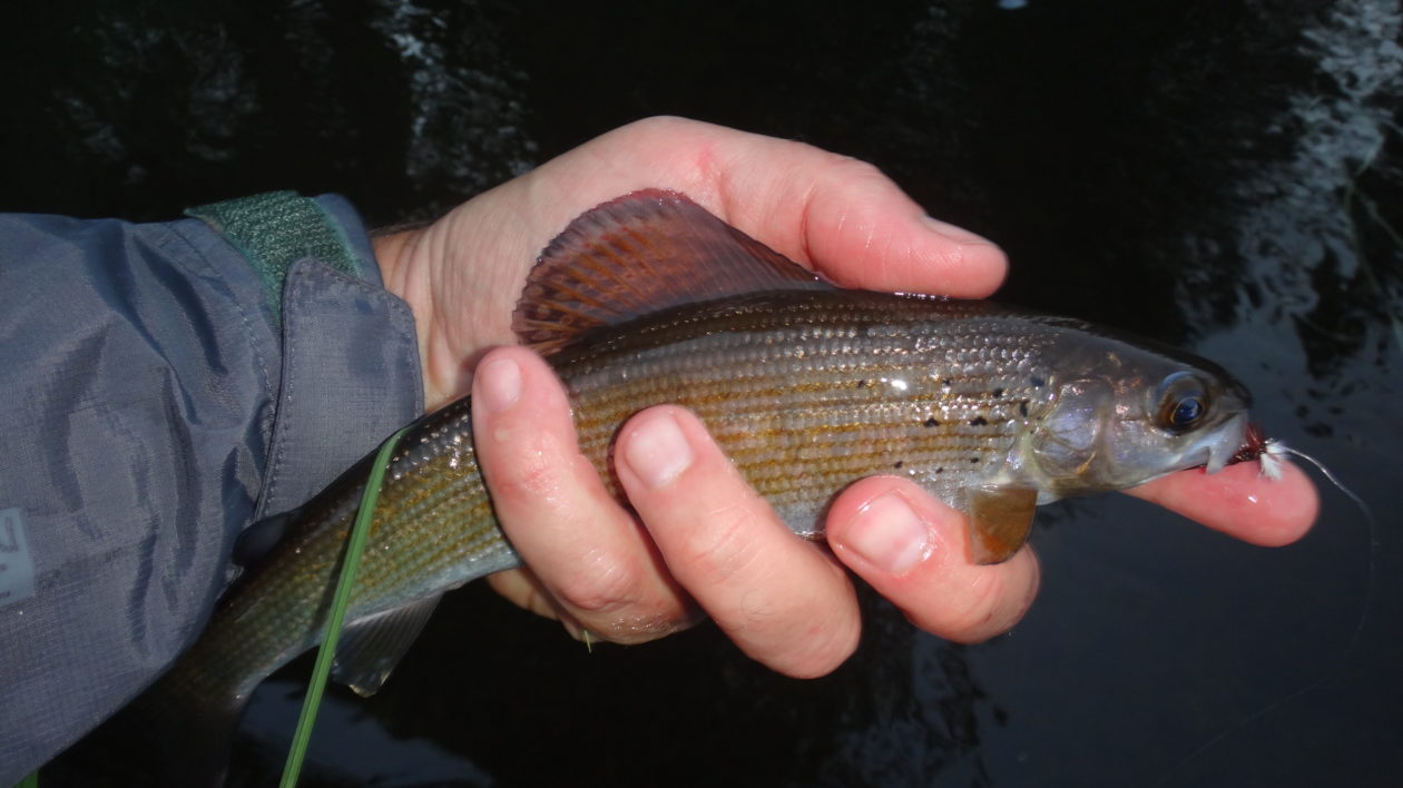 Highly predatory fish species caught just north of Yellowstone raises alarm  for native trout