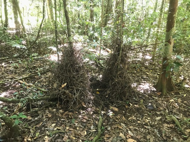 Bowerbirds: Meet the Bird World's Kleptomaniac Love Architects