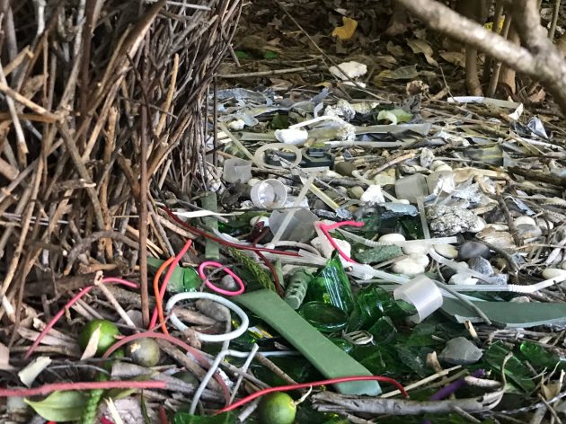 detritus in a bower