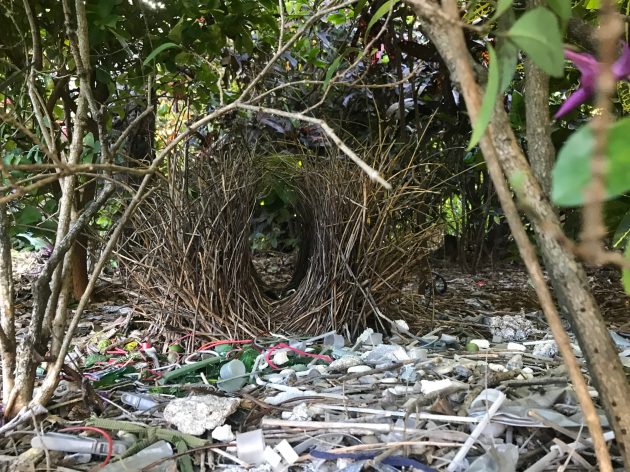 Bowerbirds: Meet the Bird World's Kleptomaniac Love Architects