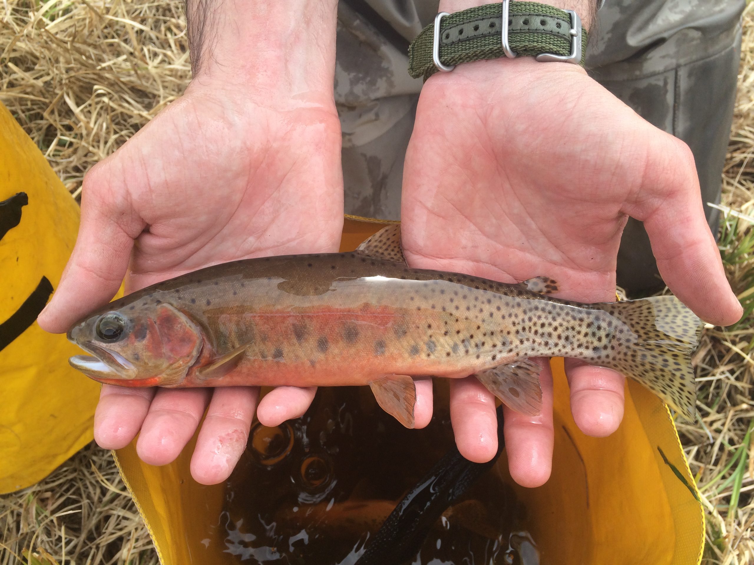 50-fish-50-states-yellowstone-s-native-fish