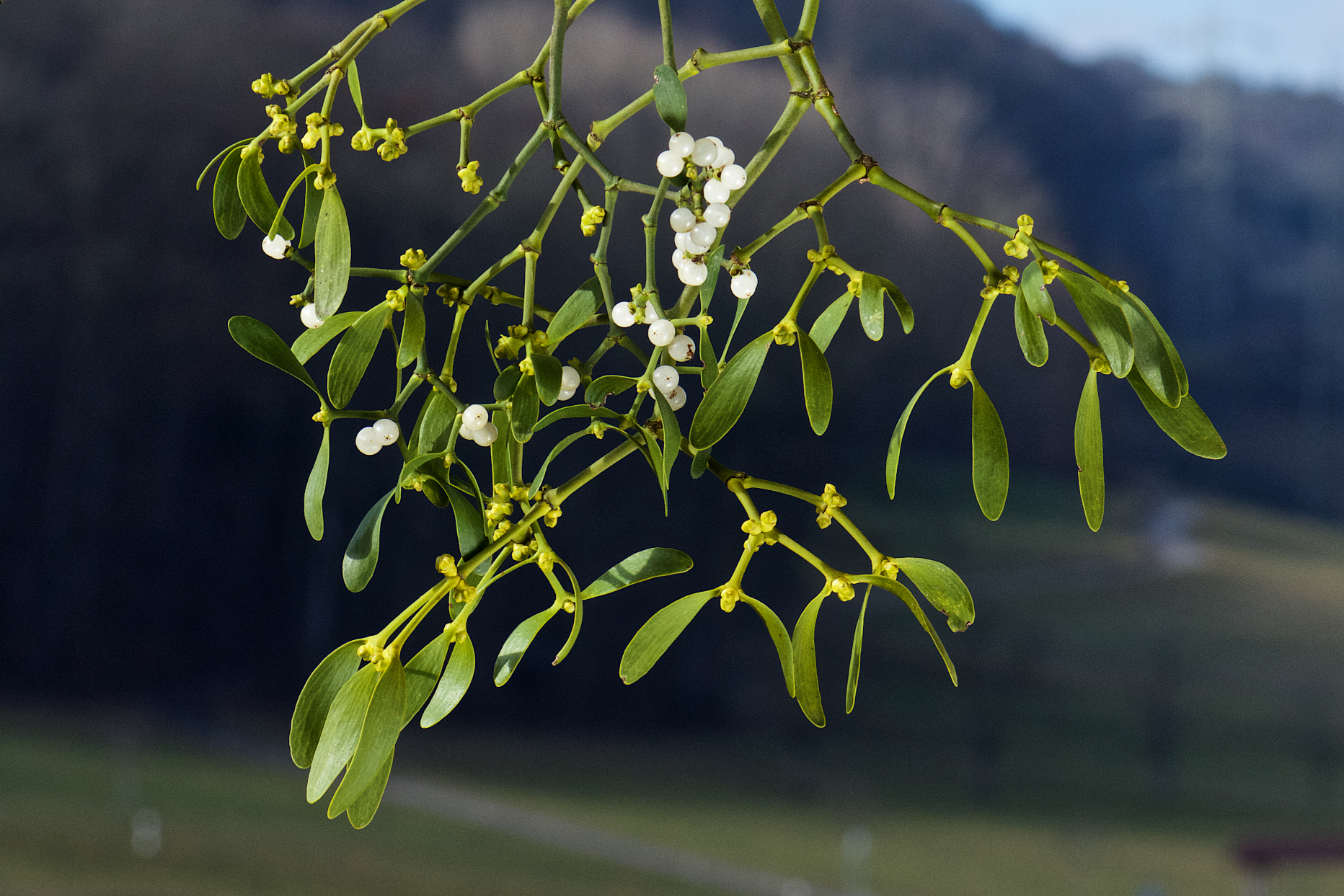 How mistletoe is both a parasitic plant and a holiday tradition