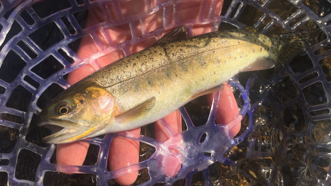 green and tan fish in a net