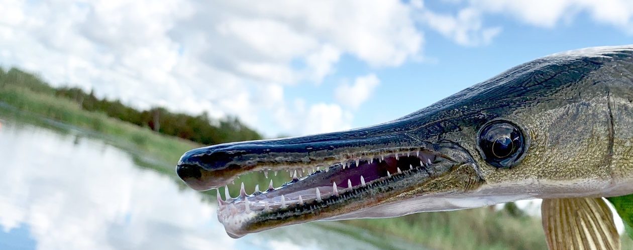 close up of a fish face with lots of teeth