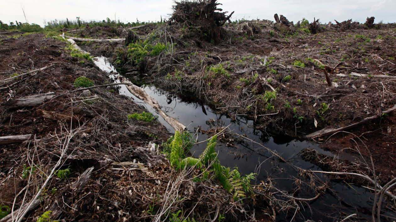 soil and uprooted trees