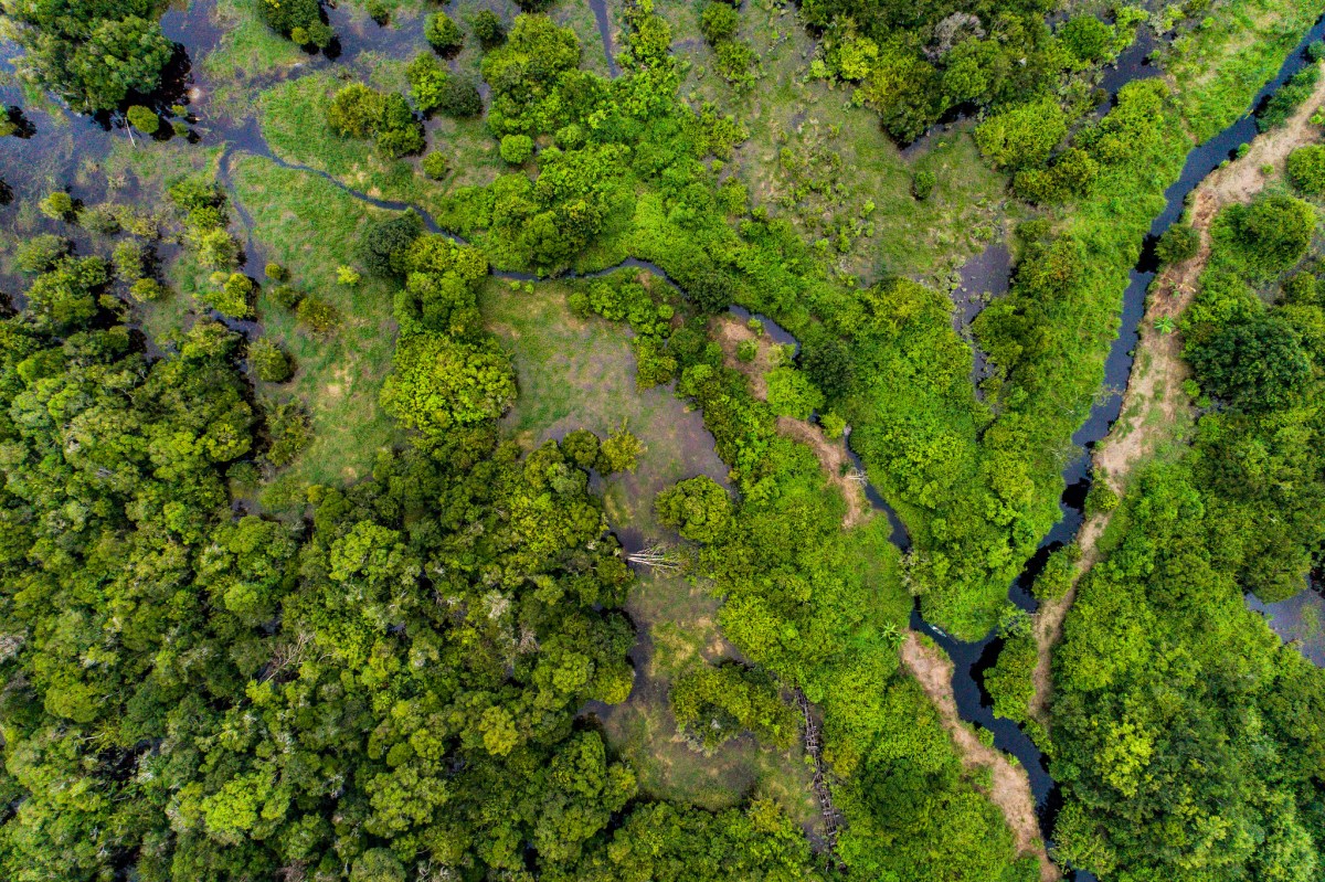 overhead view of green peat forests