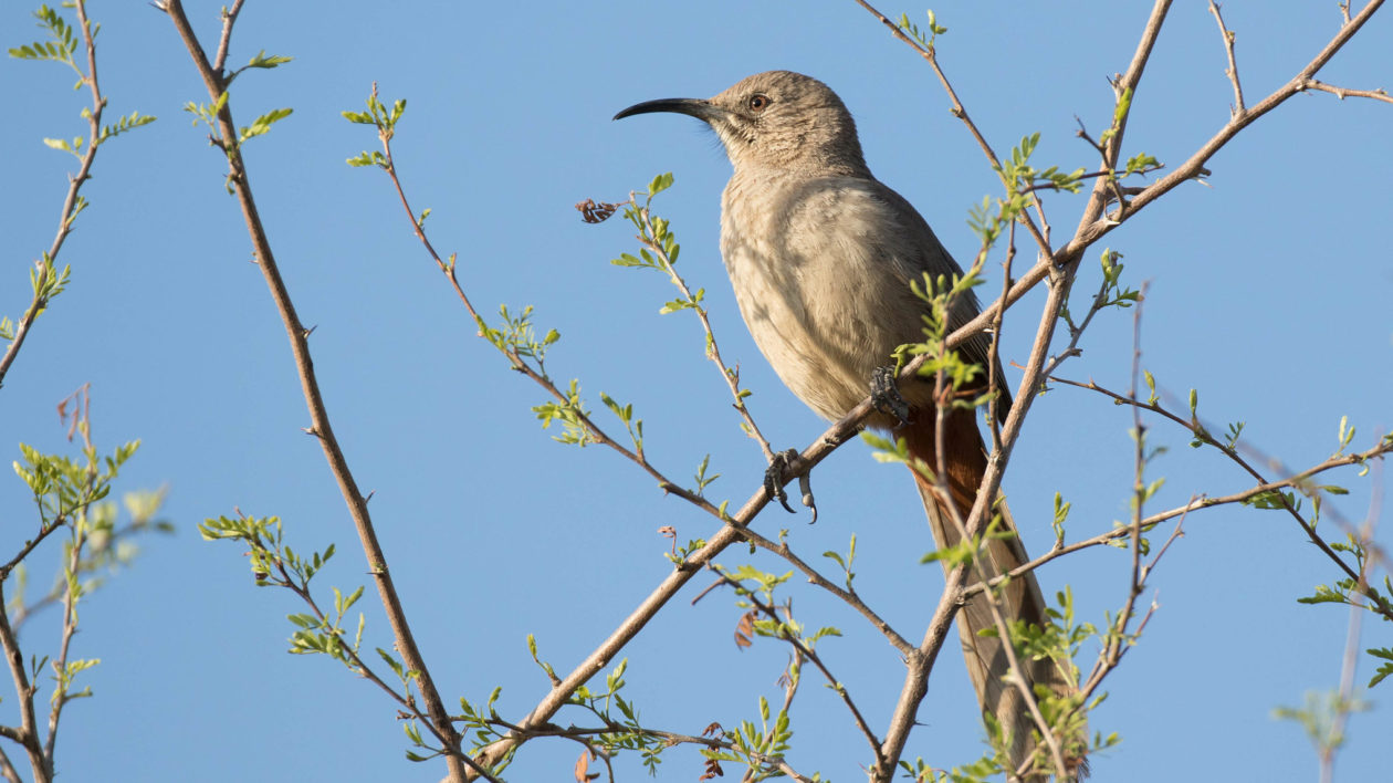 brown bird with curved beak on a twig