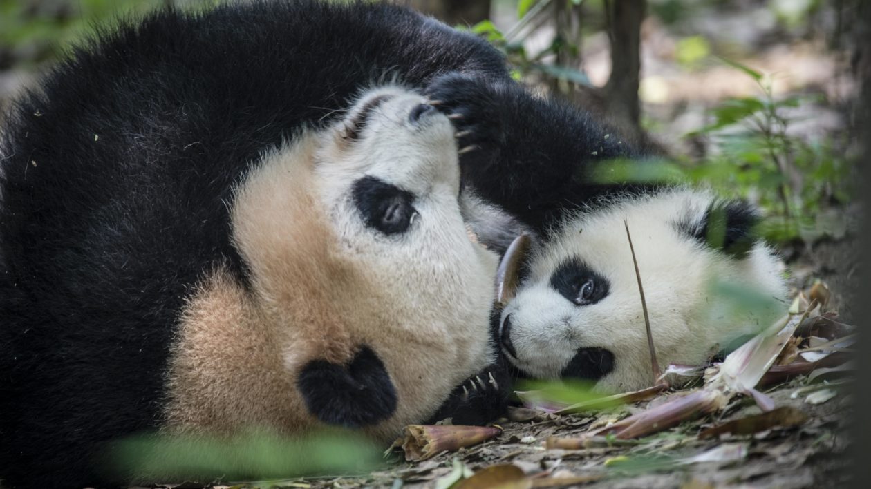 two pandas cuddling on the ground