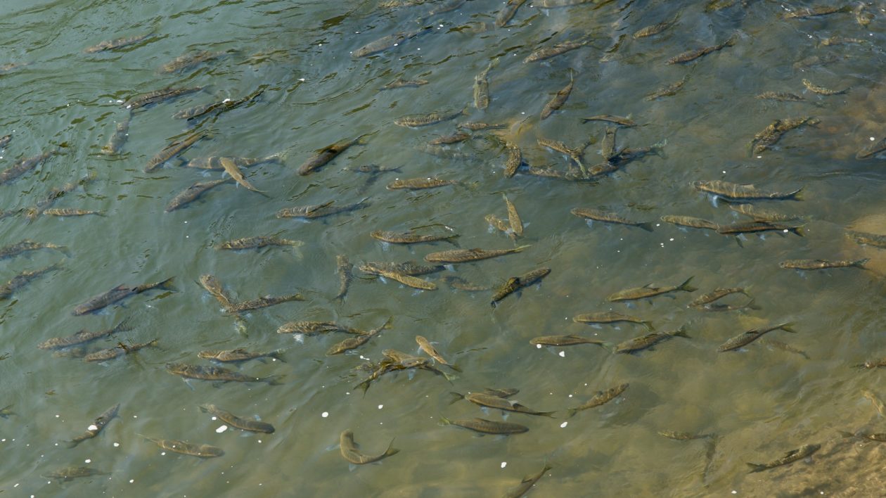 scool of long fish swimming in a river