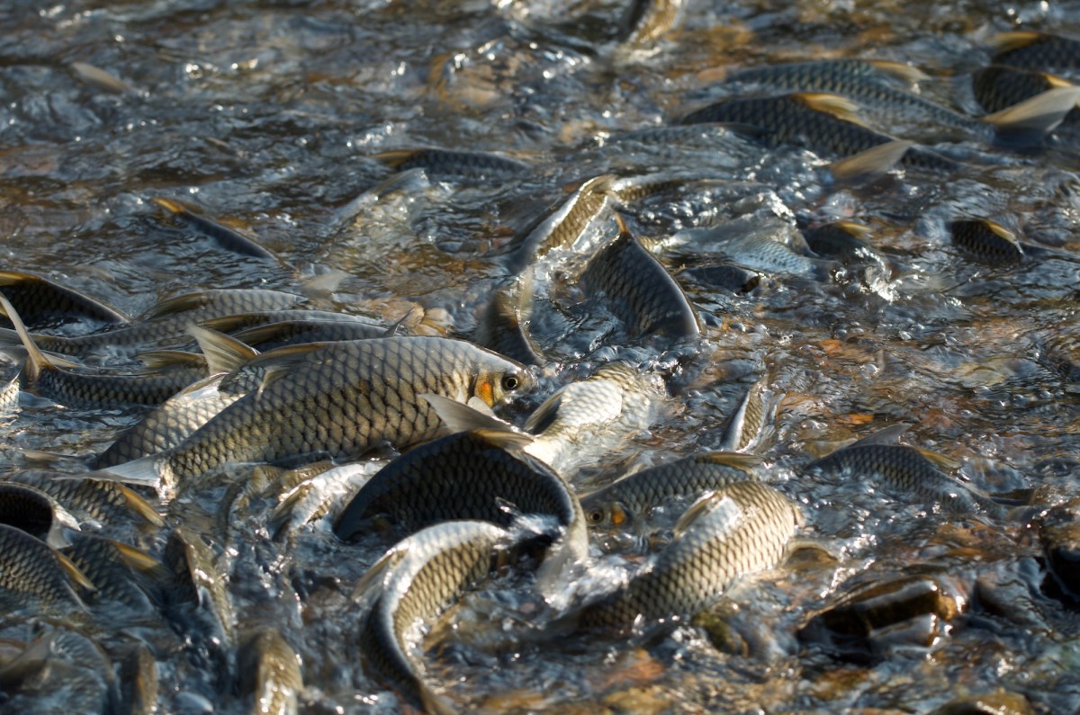 fish swimming in shallow water