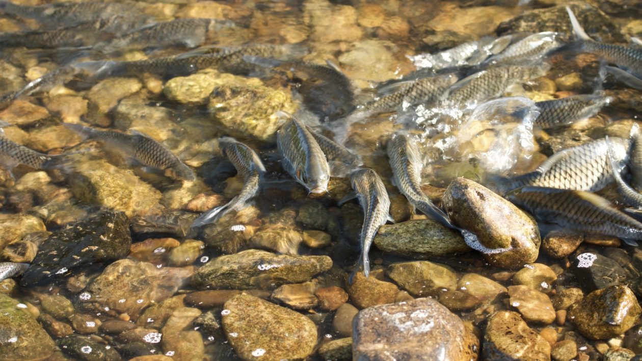 fish swimming in shallow water