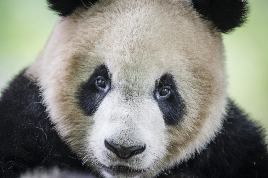 close up of a panda face and eyes