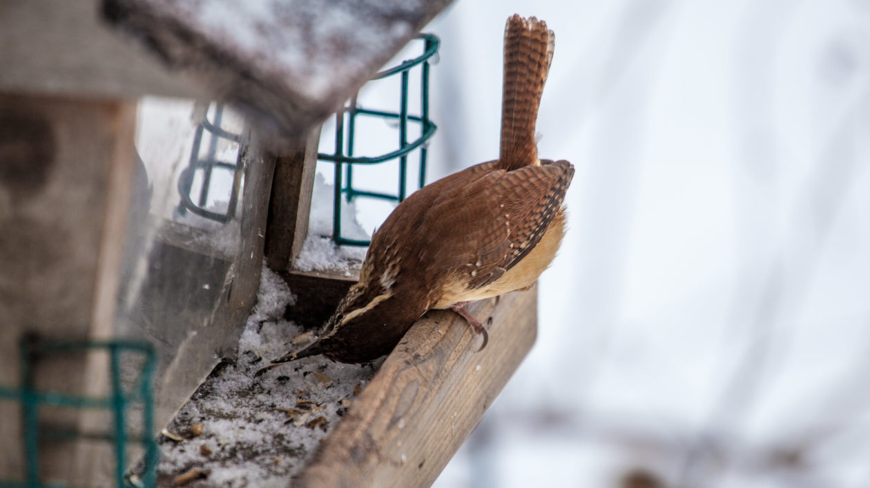 brown bird eating at a bird feeder