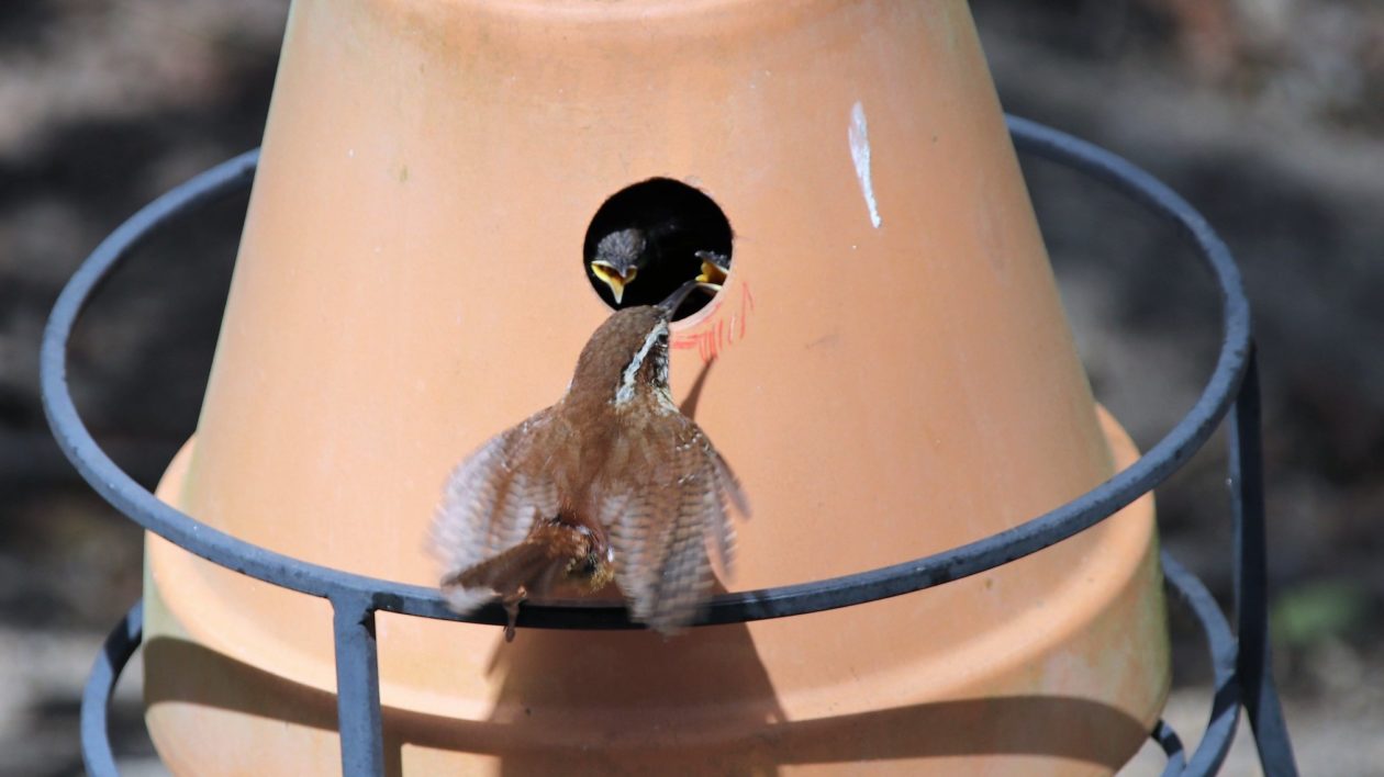 bird feeding young inside pot plant