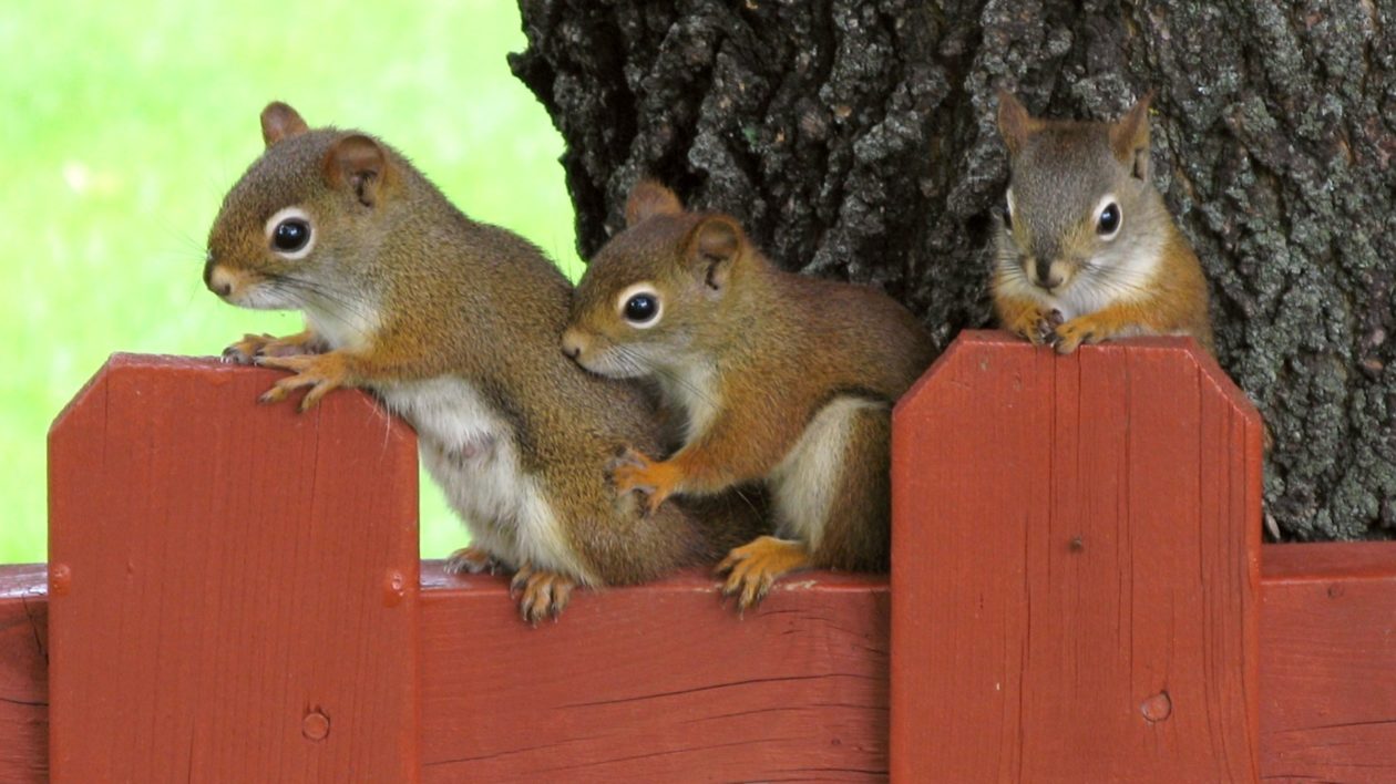 three squirrels on a fence