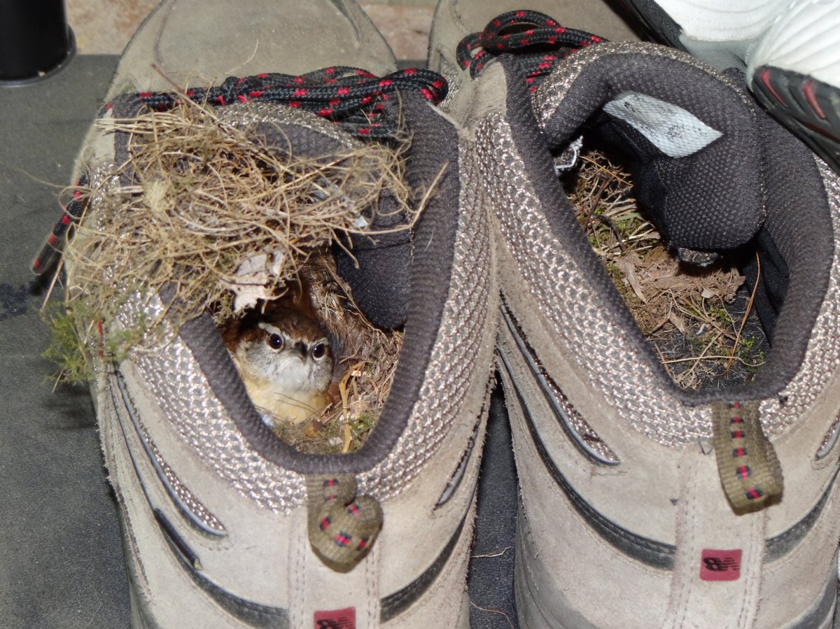 bird inside of a shoe