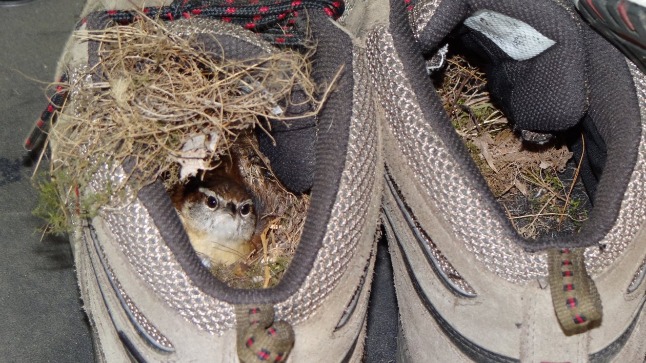 bird inside of a shoe