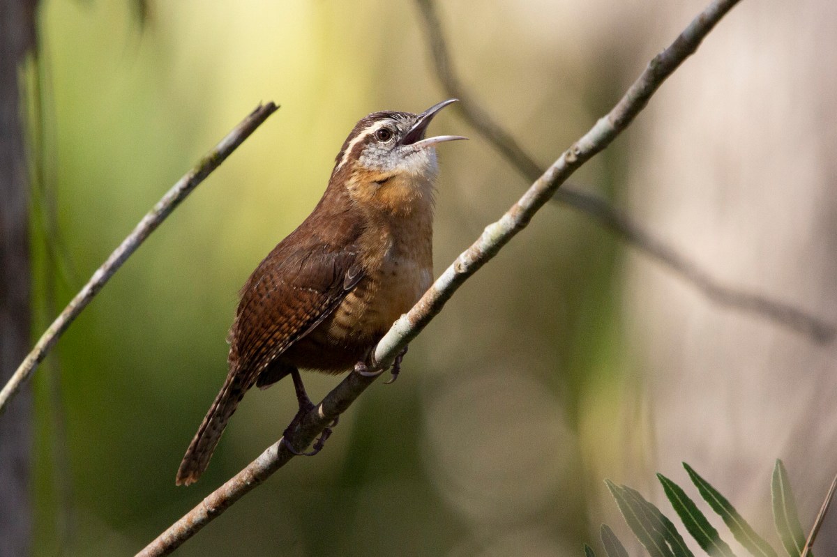 brown and russet bird with mouth open singing