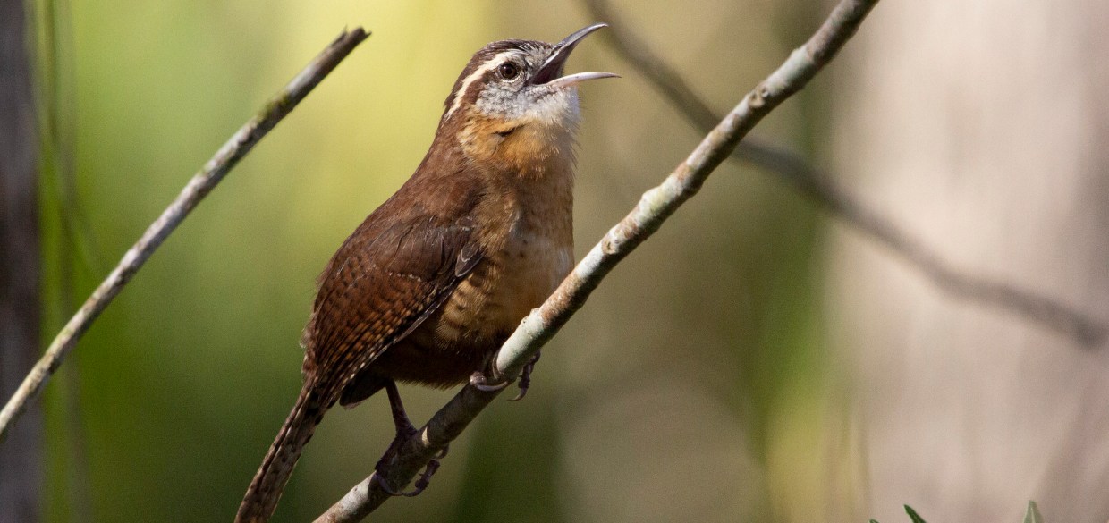 brown and russet bird with mouth open singing