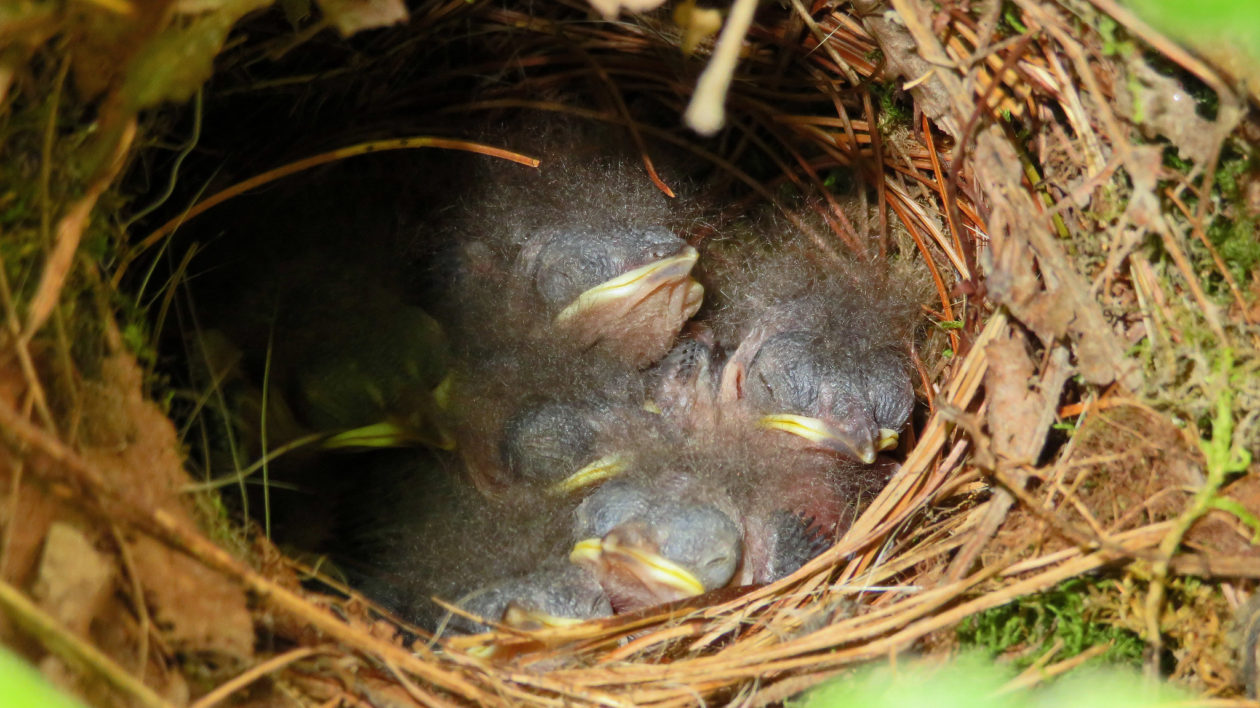 small birds with eyes closed in a nest
