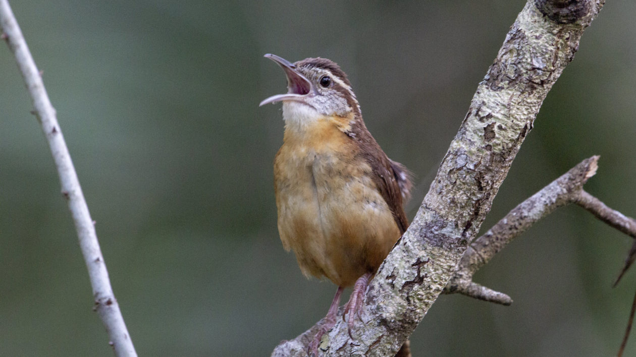 brown bird perched with mouth open singing