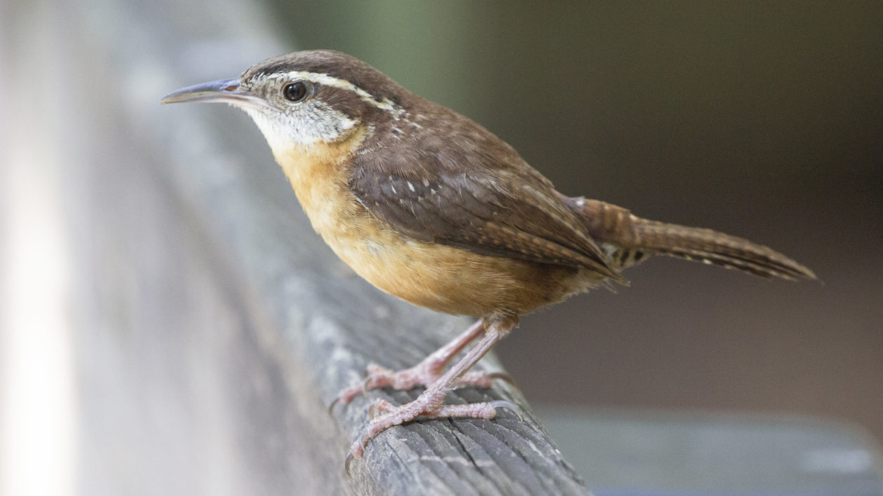 brown and russet bird