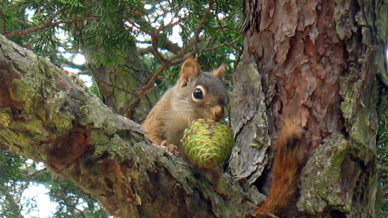 squirrel with big pice cone in its mouth