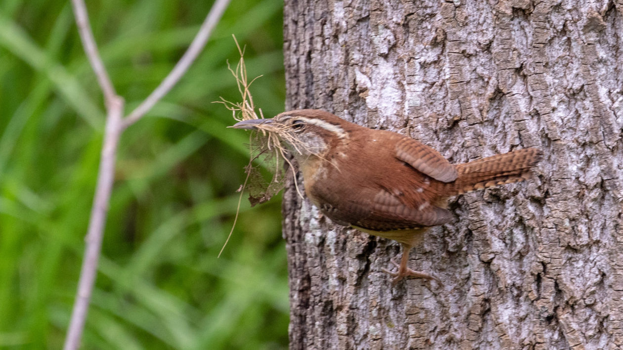 bird with nest material in its beat