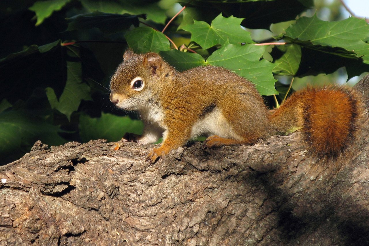 squirrel on a branch with leaves