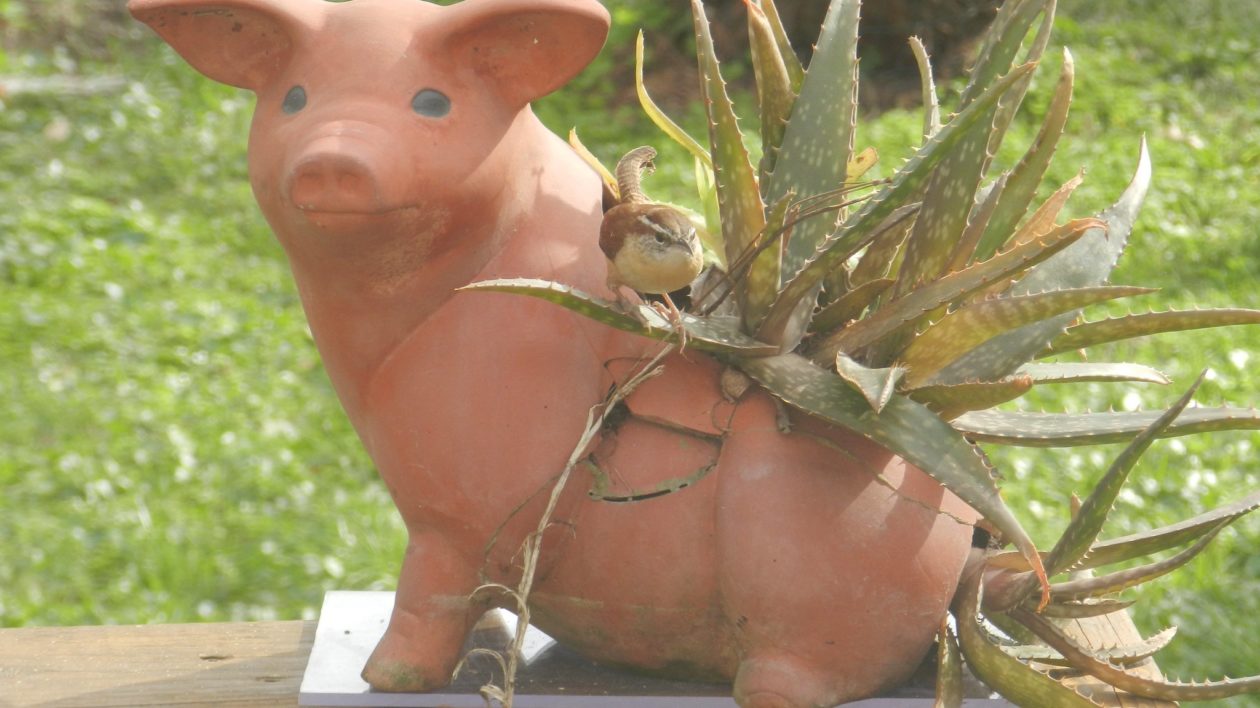 pot plant shaped like a pig with a bird nearby