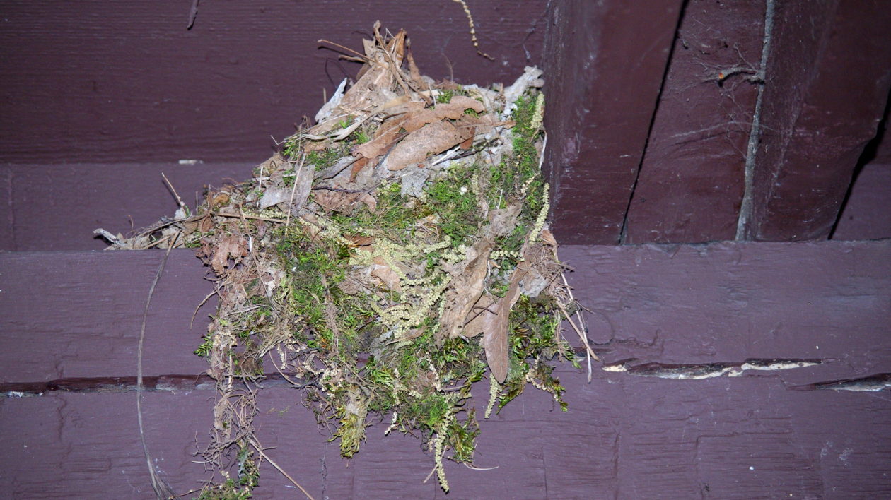 bird nest with twigs and green lichen