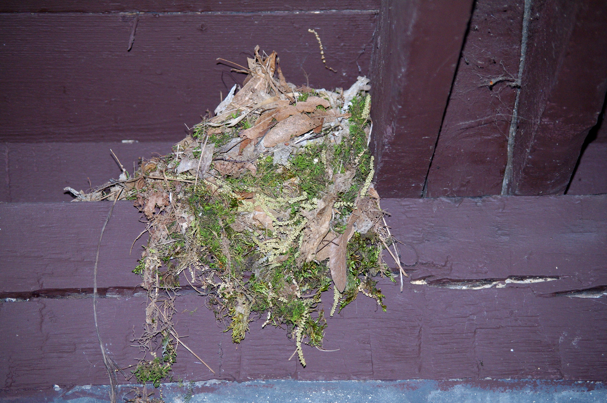 Beginner’s Tips For Identifying Backyard Bird Nests