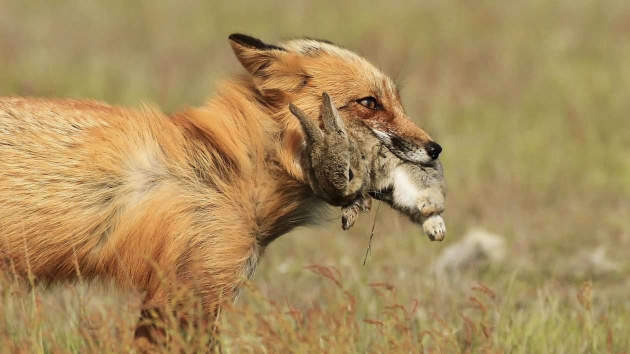 fox with a rabbit in it's mouth