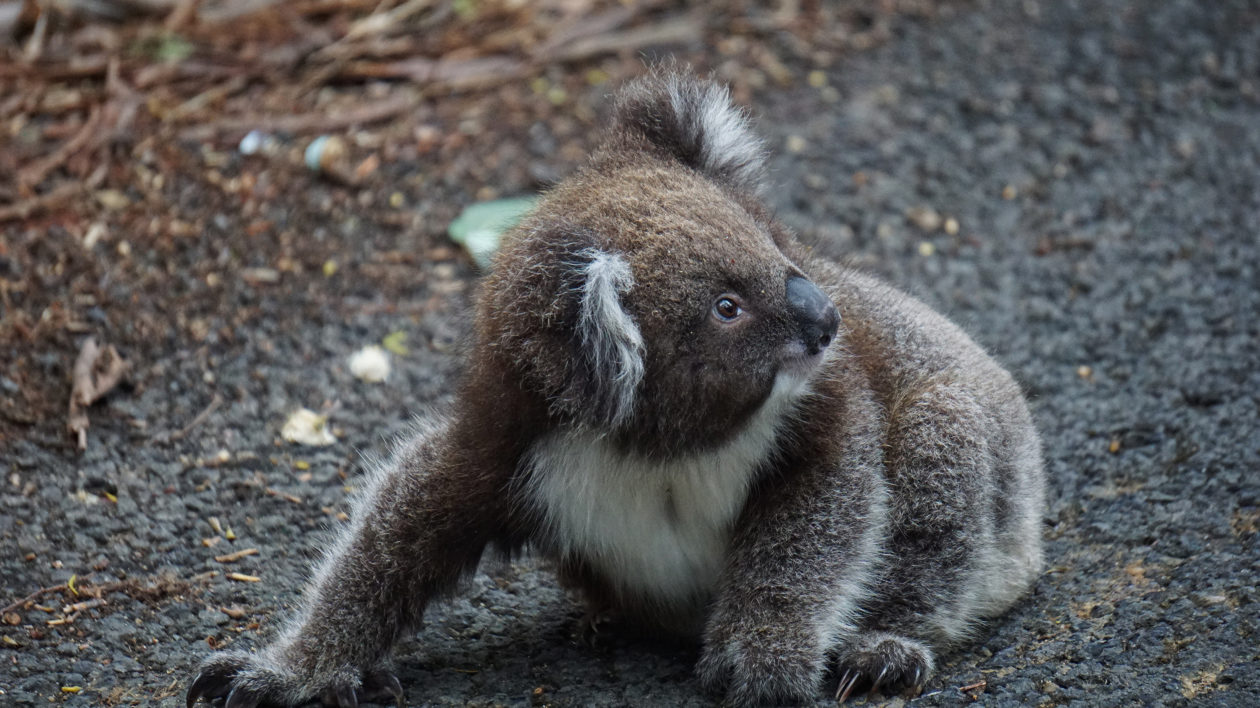 koala on the ground on a road