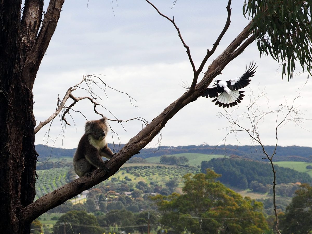 koala in a tree with a black and white bitd