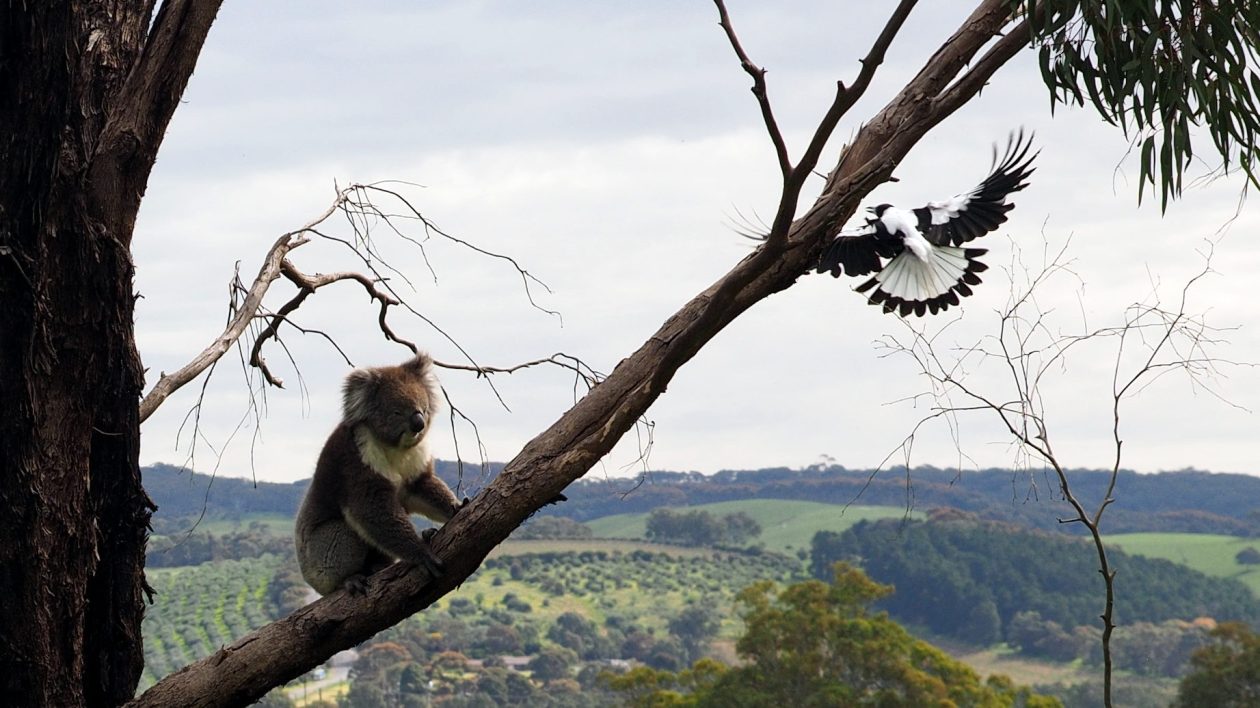 koala in a tree with a black and white bitd