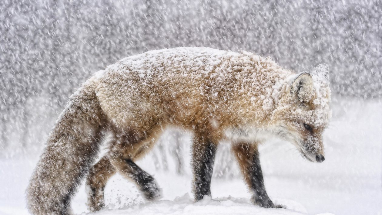 fox covered in snow