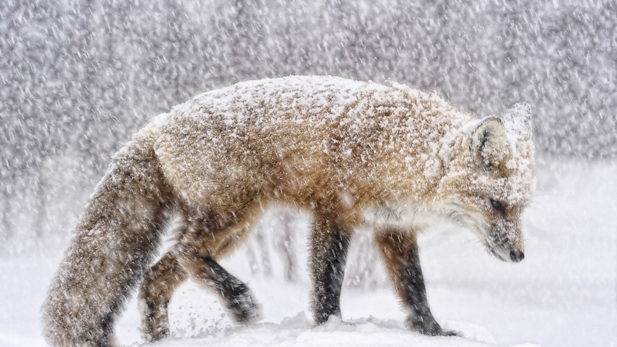 Red Fox Hunting In Snow