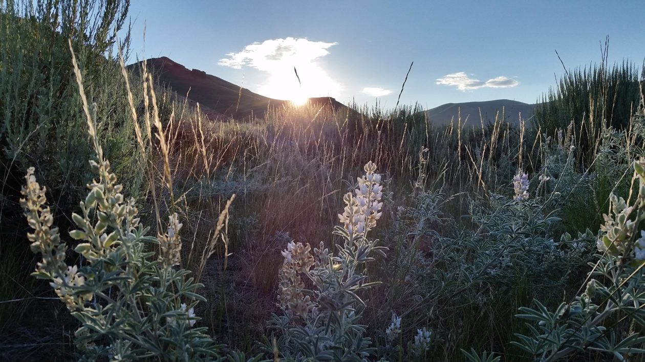 flowers and sun peaking over the mountains