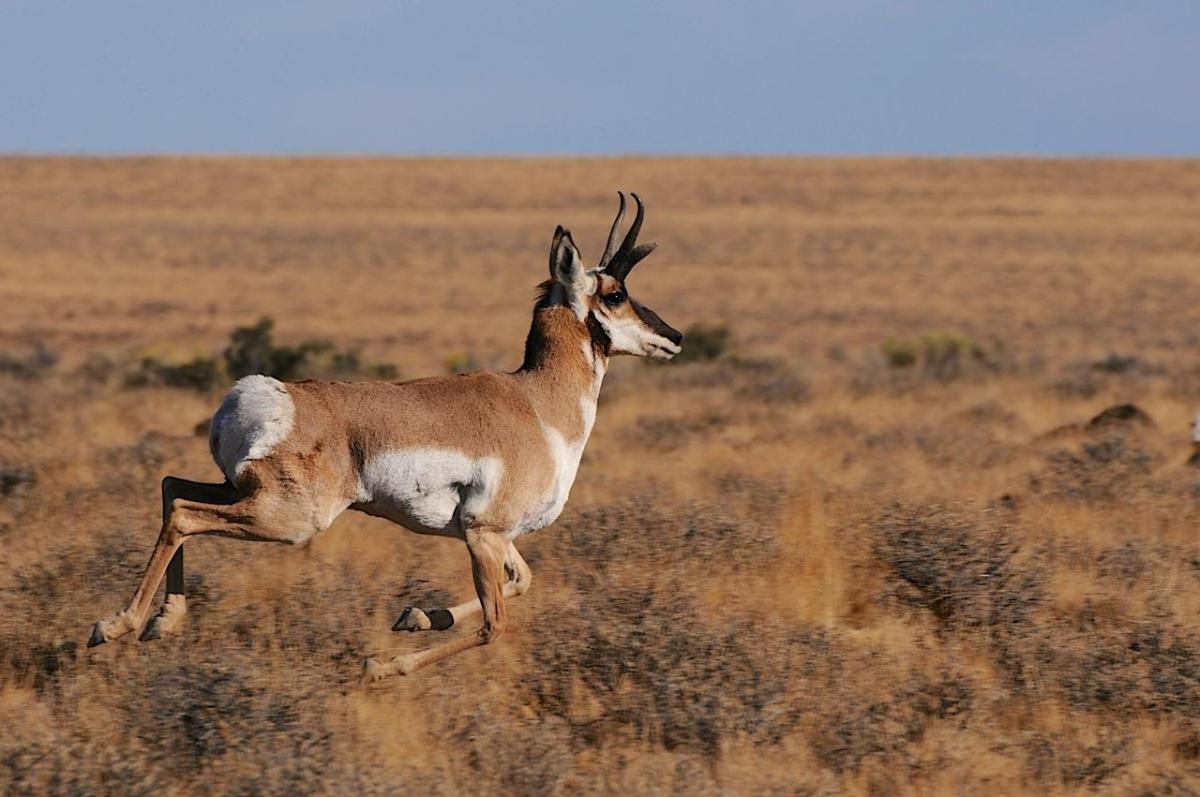 pronghorn running across brown field