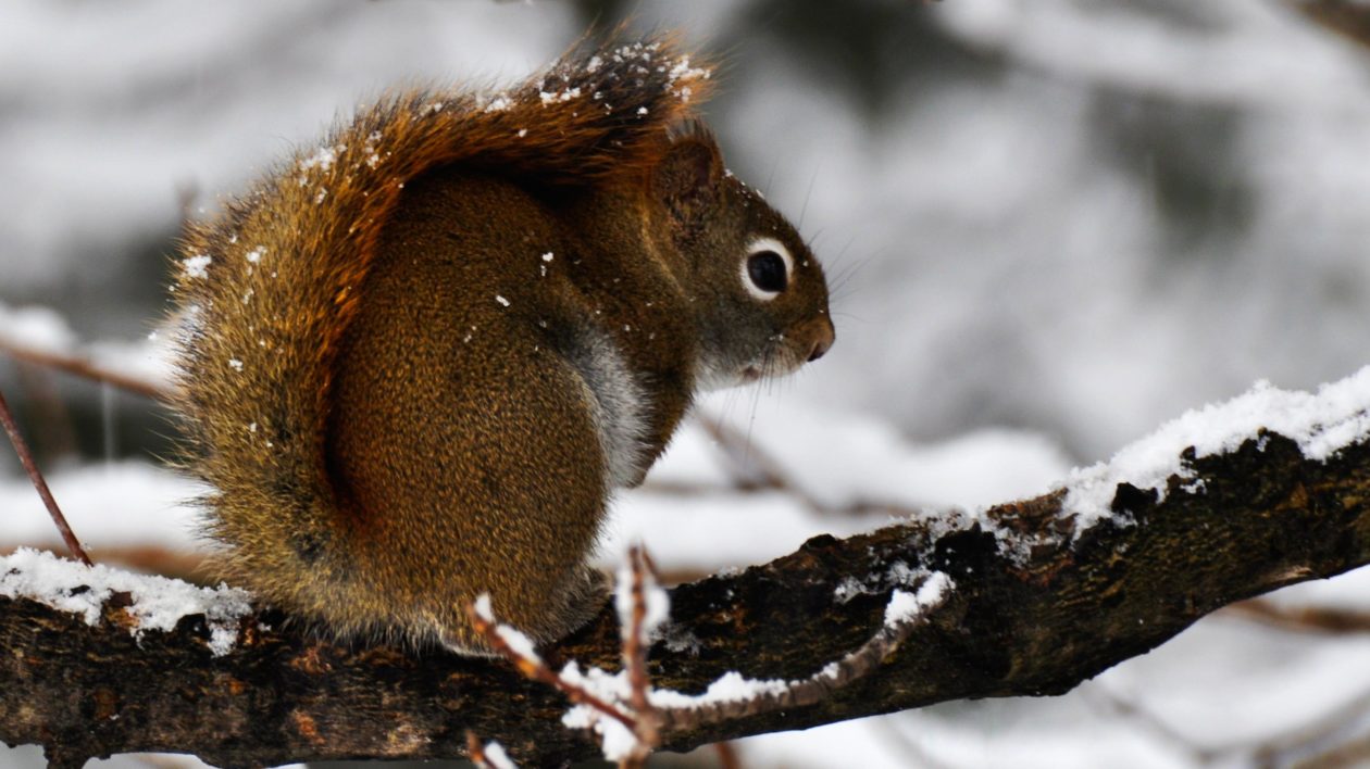 red squirrel in snow