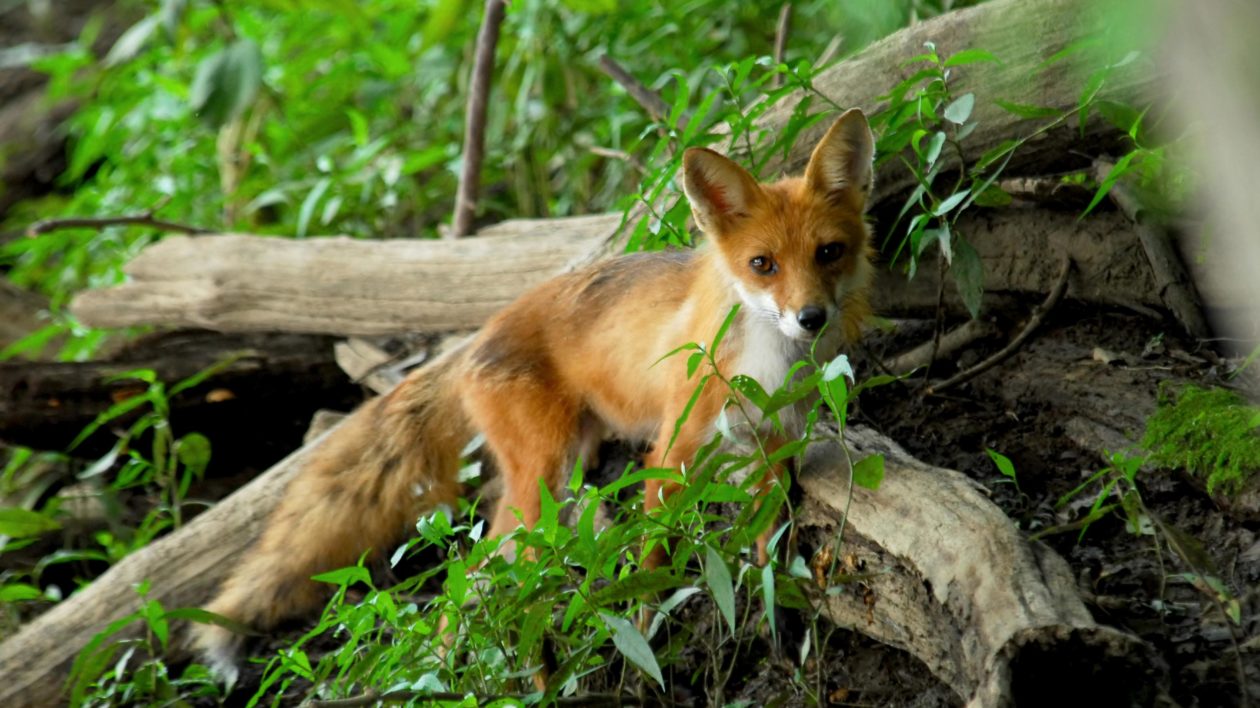 fox hidden behind forest branches