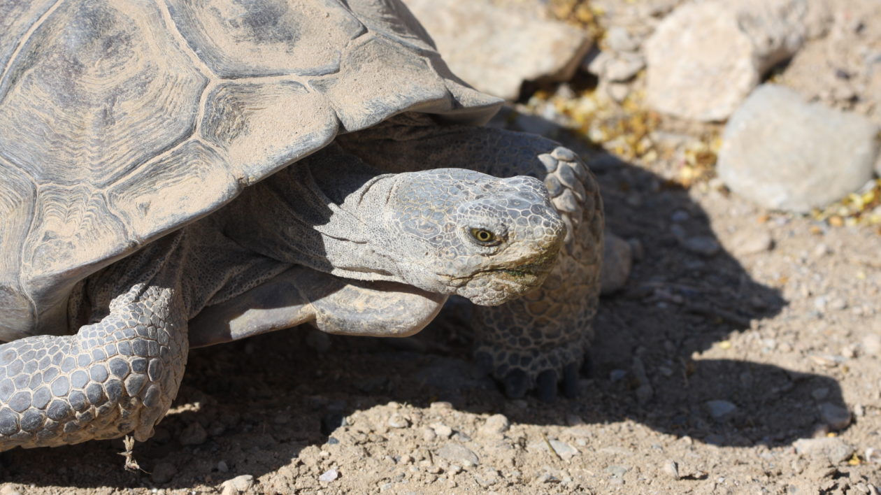 close up of a tortiose