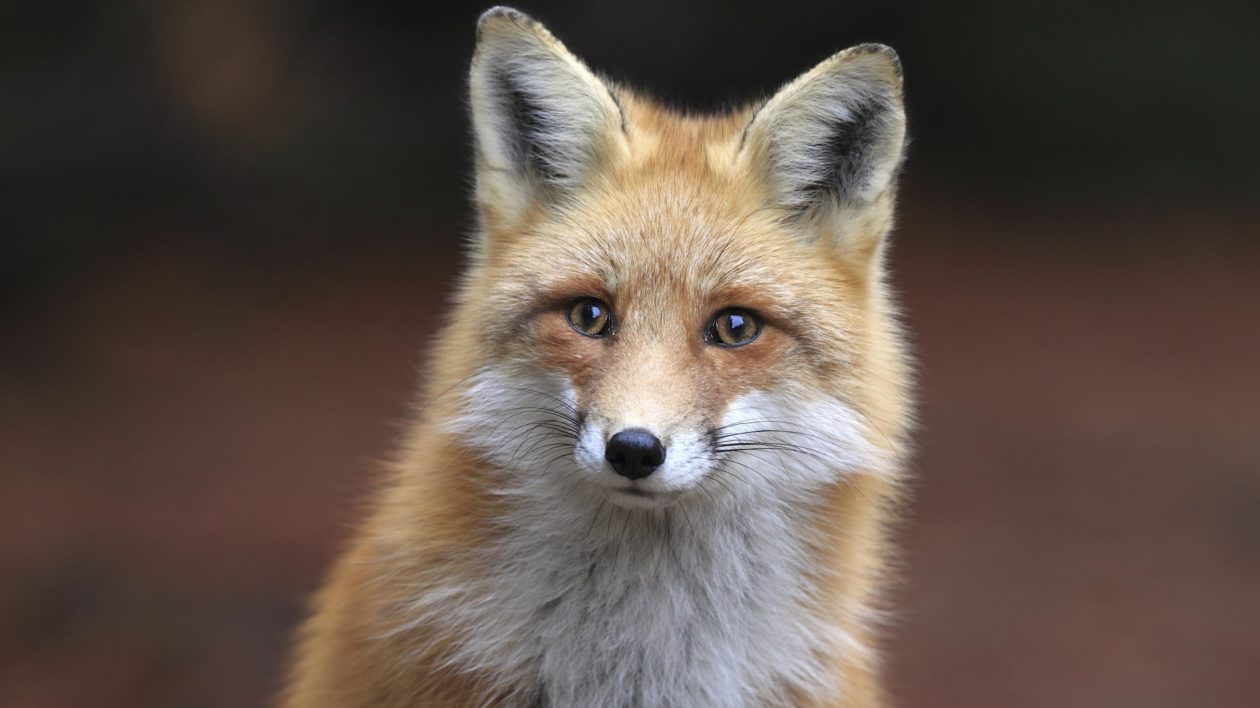 A close up of a fox's face with a rock in the background. Fox