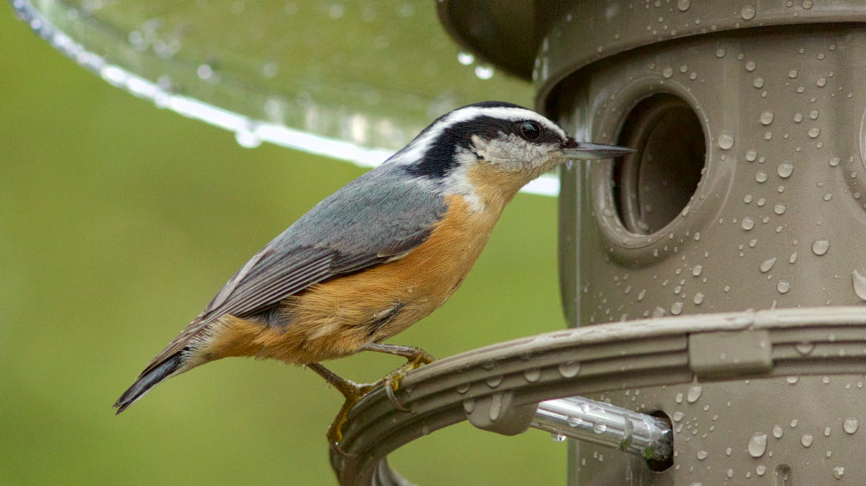 bird with red breast and black and white head