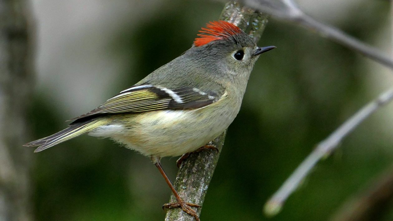 small bird with big eye and red crest