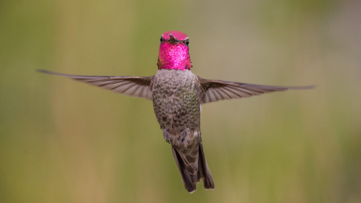 hummingbird with red throat