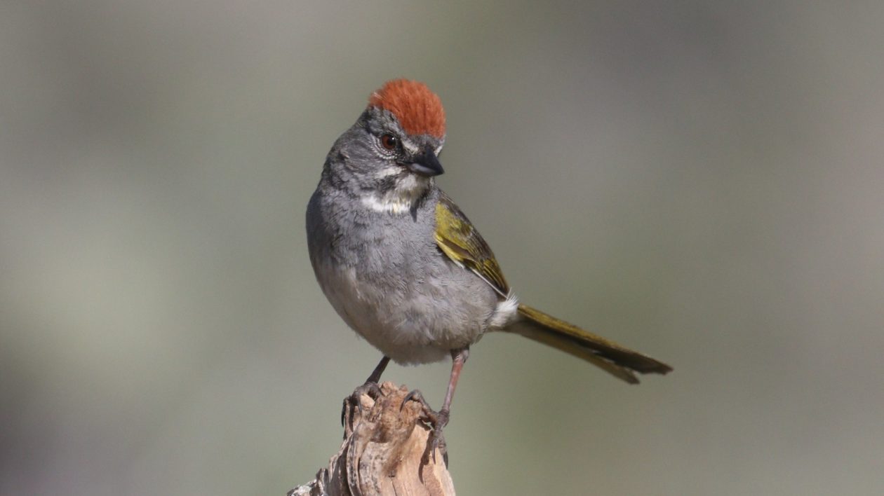 bird with cinnamon head and green tail