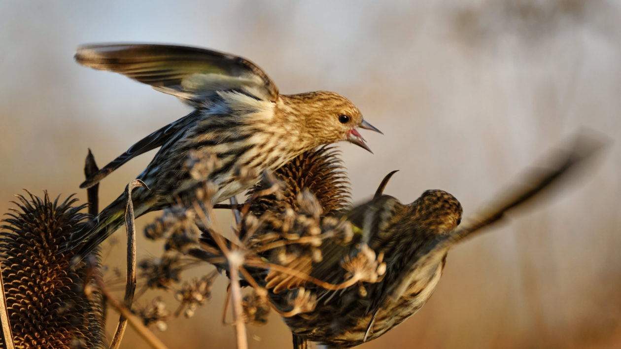 bird on a dead flower stalk